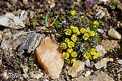 Hoppes Felsenblümchen (Draba hoppeana) (F170385)