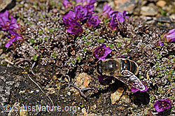 Mistbiene (Eristalis tenax) auf Gegenblättrigem Steinbrech (Saxifraga oppositifolia) (F170405) Mistbiene (Eristalis tenax) auf Gegenblättrigem Steinbrech (Saxifraga oppositifolia) (F170405)