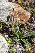 Bärtige Glockenblume (Campanula barbata) (F170626)