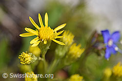 Alpen-Goldrute (Solidago virgaurea ssp. minuta) (07.2020, F170633)