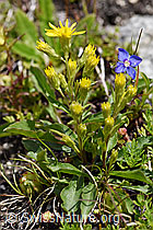 Alpen-Goldrute (Solidago virgaurea ssp. minuta) (07.2020, F170635)