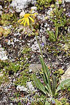 Foto: Gämswurz-Greiskraut (Senecio doronicum)