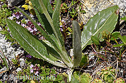 Foto: Gämswurz-Greiskraut (Senecio doronicum)
