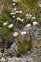 Hügel-Margerite (Leucanthemum gaudinii) (F170646)
