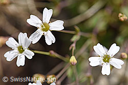 Felsen-Leimkraut (Silene rupestris) (F170665)