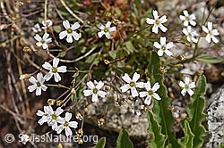 Felsen-Leimkraut (Silene rupestris) (F170668)