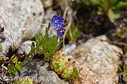 Felsen-Ehrenpreis (Veronica fruticans) (07.2020, F170669)