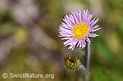 Alpen-Berufkraut (Erigeron alpinus) (07.2020, F170683)