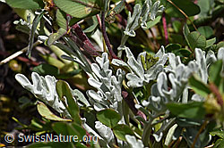Graues Greiskraut (Senecio incanus) (F170700)
