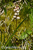 Kleines Wintergrün (Pyrola minor) (07.2020, F170705)