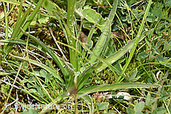 Schwarzes Männertreu (Nigritella rhellicani), Stängel und Blätter (07.2020, F170721)