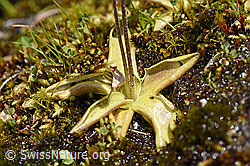 Dünnsporniges Fettblatt (Pinguicula leptoceras) (07.2020, F170737)