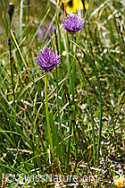 Schnittlauch (Allium schoenoprasum) (07.2020, F170758)