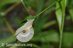 Kleine Glanzschnecke (Aegopinella pura) (F170963) Kleine Glanzschnecke (Aegopinella pura) (F170963)