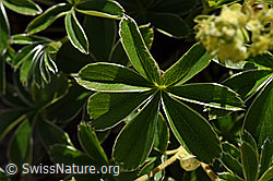 Foto: Glänzender Silbermantel (Alchemilla nitida)