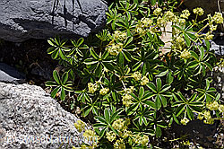 Foto: Glänzender Silbermantel (Alchemilla nitida)
