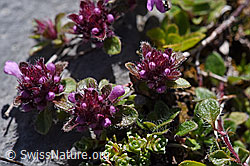 Vielhaariger Thymian (Thymus polytrichus) (F171206) Vielhaariger Thymian (Thymus polytrichus) (F171206)