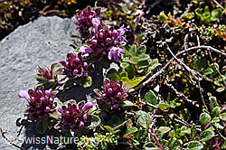 Vielhaariger Thymian (Thymus polytrichus) (F171207) Vielhaariger Thymian (Thymus polytrichus) (F171207)