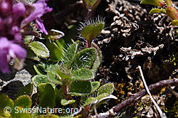 Vielhaariger Thymian (Thymus polytrichus) (F171208) Vielhaariger Thymian (Thymus polytrichus) (F171208)
