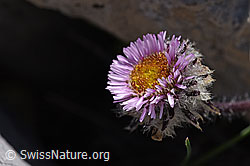 Einköpfiges Berufkraut (Erigeron uniflorus) (F171209) Einköpfiges Berufkraut (Erigeron uniflorus) (F171209)
