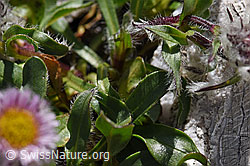 Einköpfiges Berufkraut (Erigeron uniflorus) (F171211) Einköpfiges Berufkraut (Erigeron uniflorus) (F171211)