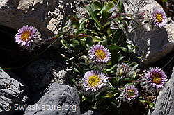 Einköpfiges Berufkraut (Erigeron uniflorus) (F171212) Einköpfiges Berufkraut (Erigeron uniflorus) (F171212)