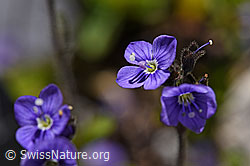 Blattloser Ehrenpreis (Veronica aphylla) (F171217)