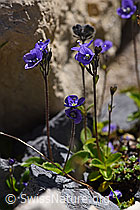 Blattloser Ehrenpreis (Veronica aphylla) (F171221)