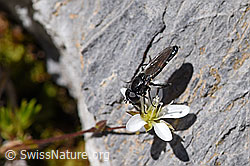 Foto: Fliege auf Blüte der Frühlings-Miere