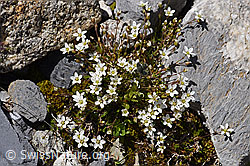 Foto: Frühlings-Miere (Minuartia verna)
