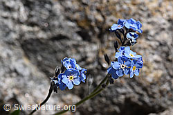 Alpen-Vergissmeinnicht (Myosotis alpestris) (F171241) Alpen-Vergissmeinnicht (Myosotis alpestris) (F171241)