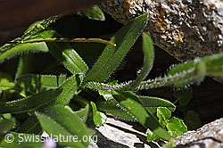 Alpen-Vergissmeinnicht (Myosotis alpestris) (F171243) Alpen-Vergissmeinnicht (Myosotis alpestris) (F171243)