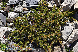 Alpen-Wacholder (Juniperus communis var. saxatilis) (F171252) Alpen-Wacholder (Juniperus communis var. saxatilis) (F171252)