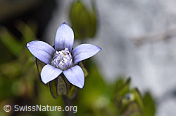 Zarter Enzian (Gentiana tenella) (07.2020, F171255)