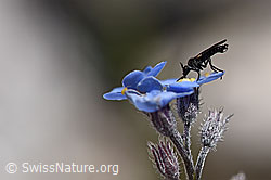 Elegante Fliege (ev. Rhamphomyia lamellata) auf Blüte des Alpen-Vergissmeinnicht (Myosotis alpestris) (F171262) Elegante Fliege (ev. Rhamphomyia lamellata) auf Blüte des Alpen-Vergissmeinnicht (Myosotis alpestris) (F171262)