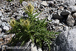 Alpen-Kratzdistel (Cirsium spinosissimum) (F171296) Alpen-Kratzdistel (Cirsium spinosissimum) (F171296)