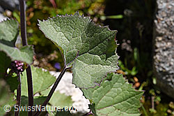 Foto: Filziger Alpendost (Adenostyles leucophylla)