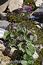 Foto: Filziger Alpendost (Adenostyles leucophylla)