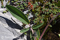 Alpen-Wundklee (Anthyllis vulneraria ssp. alpestris) (F171320) Alpen-Wundklee (Anthyllis vulneraria ssp. alpestris) (F171320)
