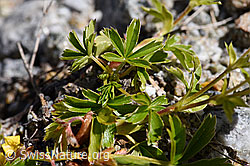 Gold-Fingerkraut (Potentilla aurea) (07.2020, F171329)