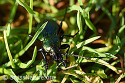 Feingestreifter Laufkäfer (Carabus monilis) (25.07.2020, F171663)