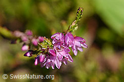 Foto: Besenheide (Calluna vulgaris)