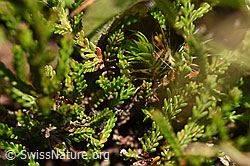 Foto: Besenheide (Calluna vulgaris)