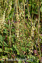 Salbeiblättriger Gamander (Teucrium scorodonia) (F171675) Salbeiblättriger Gamander (Teucrium scorodonia) (F171675)