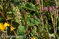 Salbeiblättriger Gamander (Teucrium scorodonia) (F171676) Salbeiblättriger Gamander (Teucrium scorodonia) (F171676)