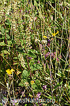 Salbeiblättriger Gamander (Teucrium scorodonia) (F171677) Salbeiblättriger Gamander (Teucrium scorodonia) (F171677)