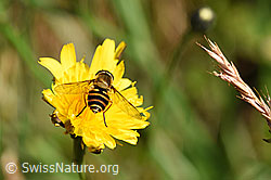 Photo: Grosse Schwebfliege (Syrphus ribesii)