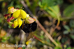 Gewöhnlicher Hornklee (Lotus corniculatus)