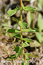 Foto: Geflecktes Johanniskraut (Hypericum maculatum)