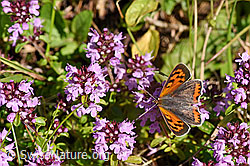 Foto: Kleiner Feuerfalter (Lycaena phlaeas) auf Arznei-Thymian (Thymus pulegioides)